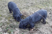 Jako vejce vejci - Ena a Heda.