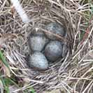 Vaj��ka v tr�v�.