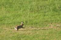 Jen po�kej, zaj�ci.