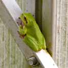 Rosni�ka. Jak tohle doputovalo k n�m na Vyso�inu.