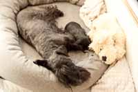 Pes, pes a vycpan� pes.