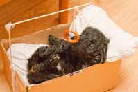 Za co m� m�te, za mimino