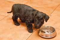 No co, granule. Nejen botami �iv je pes.