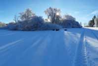 Z�hada - kolik je vlastn� ps� na obr�zku?.