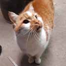 Kocour Boris jako obvykle nech�pe