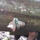 Choro� do k��e