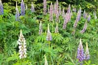 Lupina - v�cebarevn�.