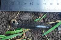 Housenka Li�aje vrbkov�ho.