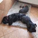 Zapojen� do hv�zdy.