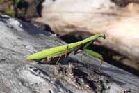 Kudlanka, obyvatelka obce Podom�.