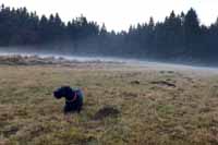 Ena, d�ry po prasatech a za��naj�c� mlha.