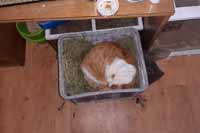 Kocour. A j� si ��kal pro� z n�j c�t�m seno.