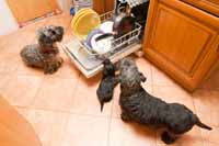Psi a kuchysk lkadla.
